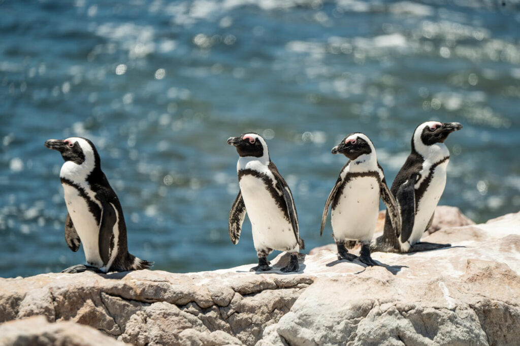 Bettys Bay Penguins
