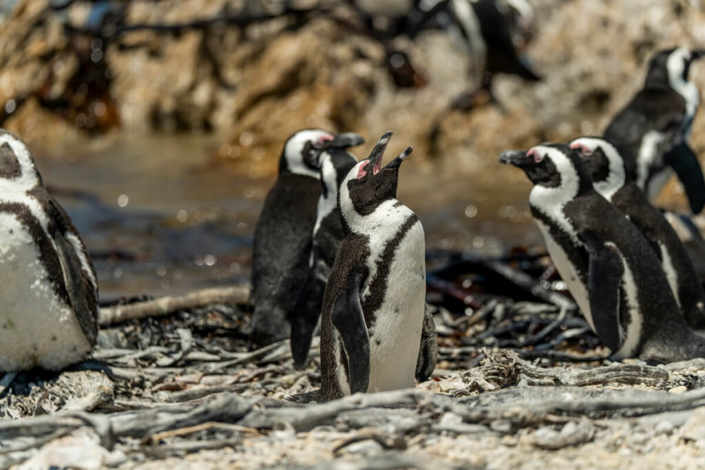 Bettys Bay Penguins