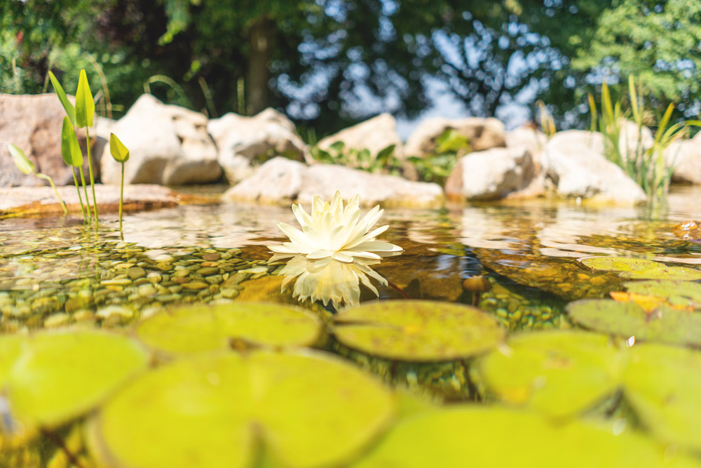 Biotop-Ortners-Resort-Naturpool-Seerose