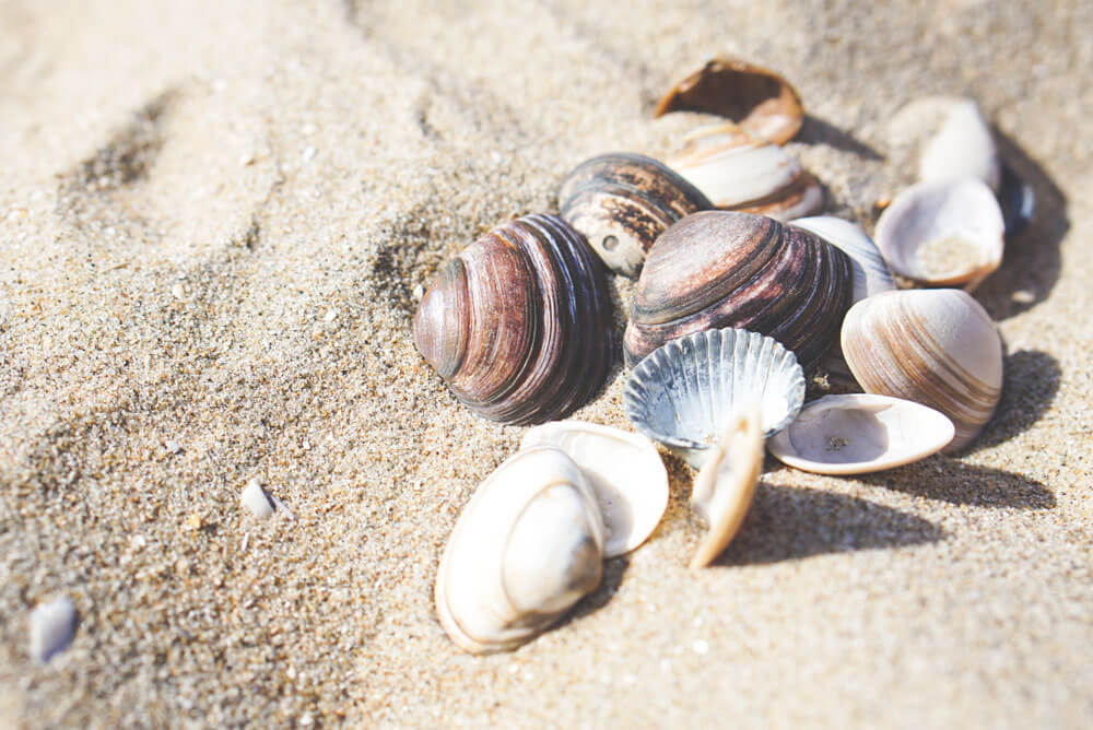 Bloemendaal-Nordsee-Haarlem-Niederlande-Strand-Muscheln