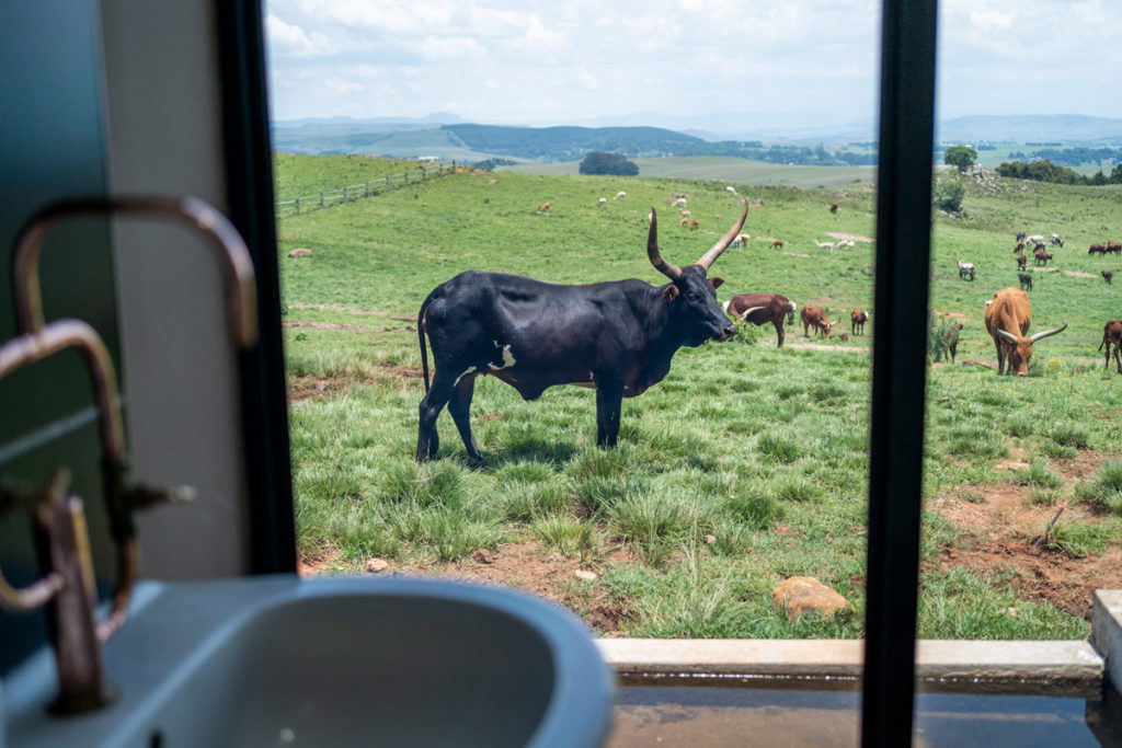 Blueberry Cafe Toilet
