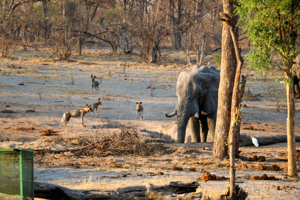 Botswana-Elefant-Wildhunde-Wildnis