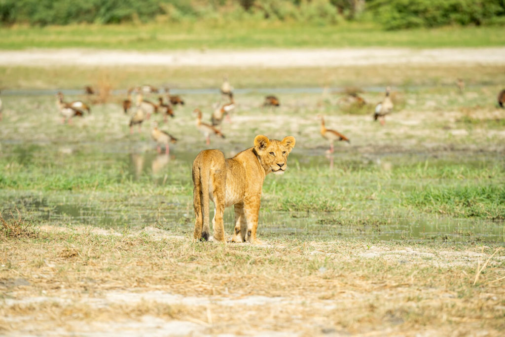 Moremi Game Reserve Okavango Delta