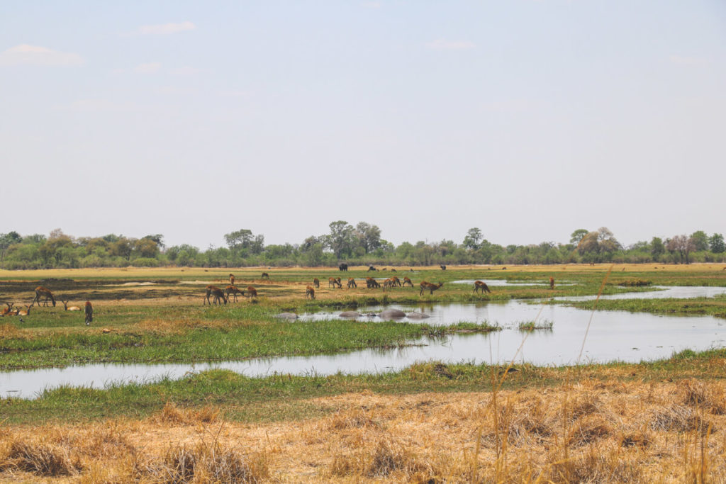 Botswana-Moremi-Game-Reserve-Antilopen-Fluss