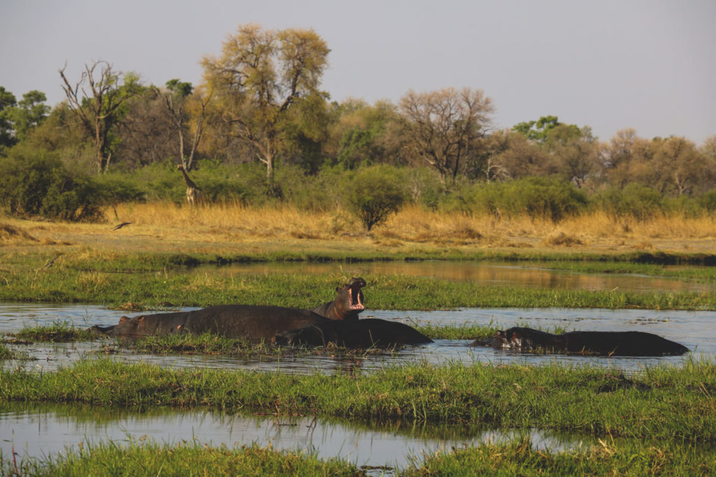 Botswana-Rundreise-Nilpferd-Fluss-Moremi-Game-Reserve