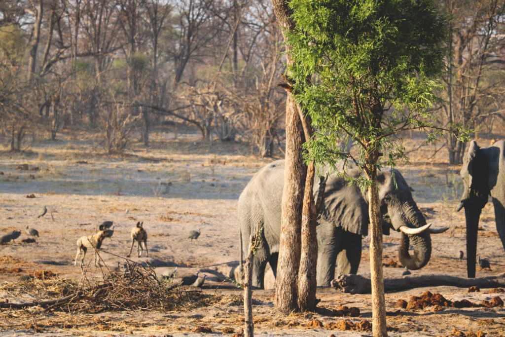 Botswana-Rundreise-Wildnis-Elefanten-Wildhunde