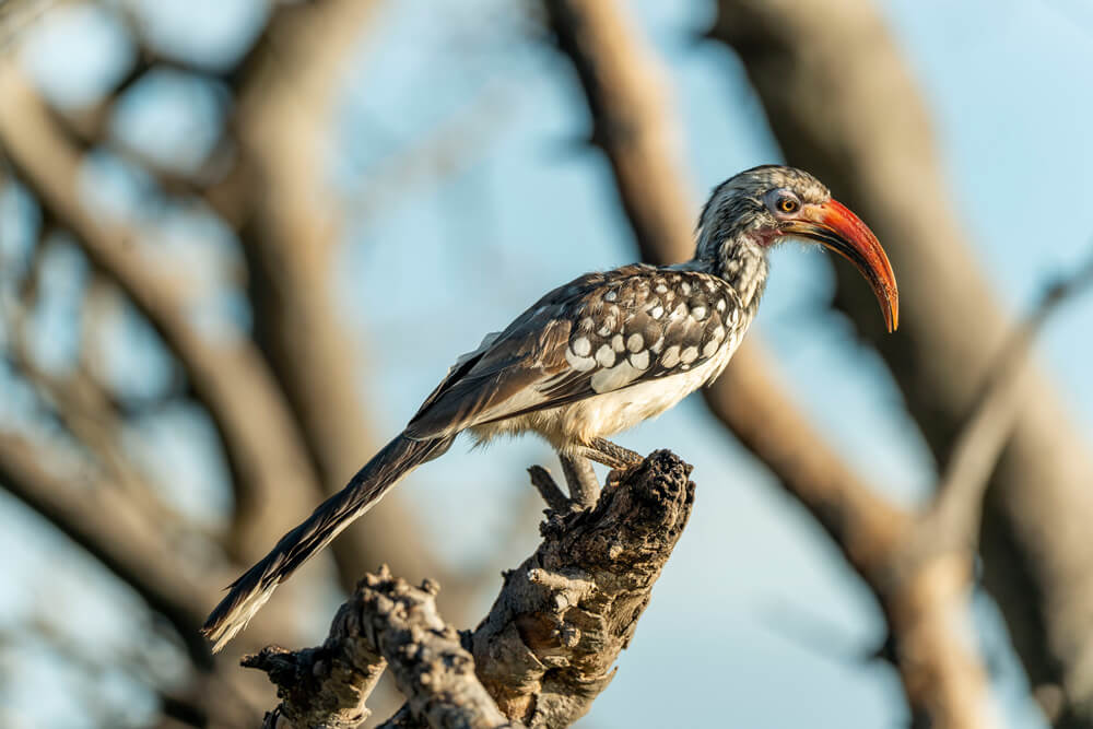 Chobe National Park Botswana