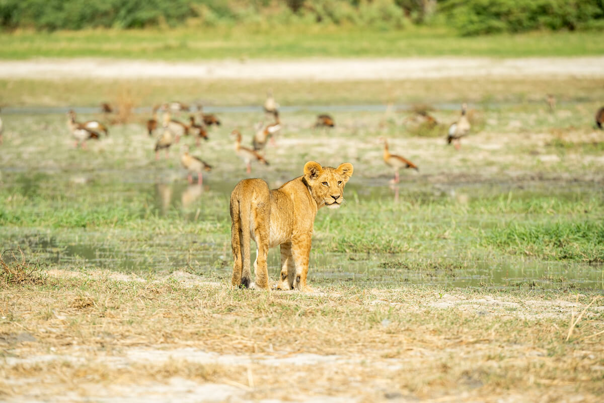 Lions Moremi Game Reserve