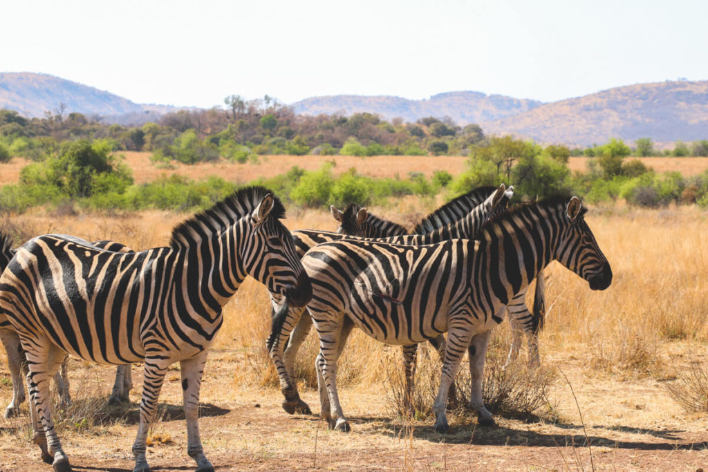 Botswana-Suedafrika-Pilanesberg-Zebra