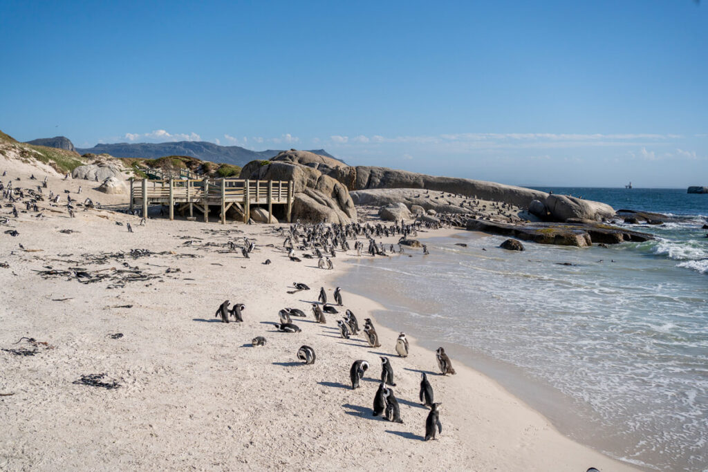 Напрямки для подорожей у лютому Південна Африка Boulders Beach Penguins