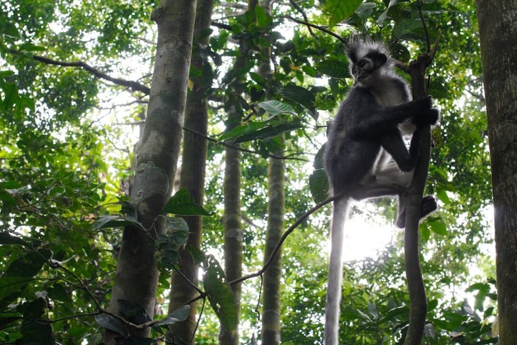 Bukit-Lawang-Sumatra-Indonesien-Regenwald-Orang-Utan-4