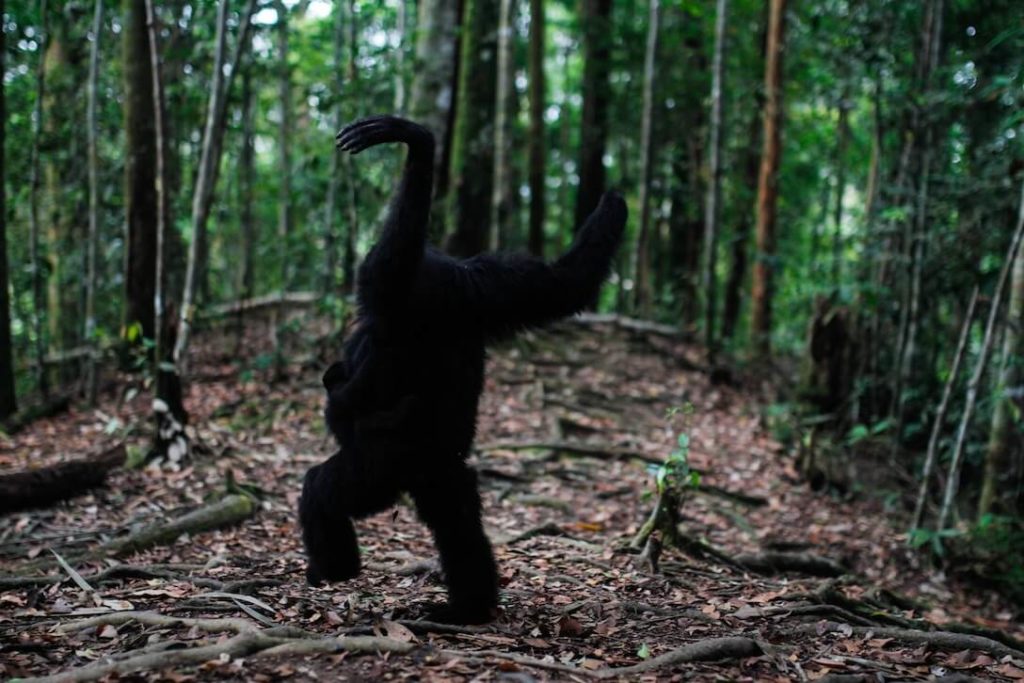 Bukit-Lawang-Sumatra-Indonesien-Regenwald-Orang-Utan-6