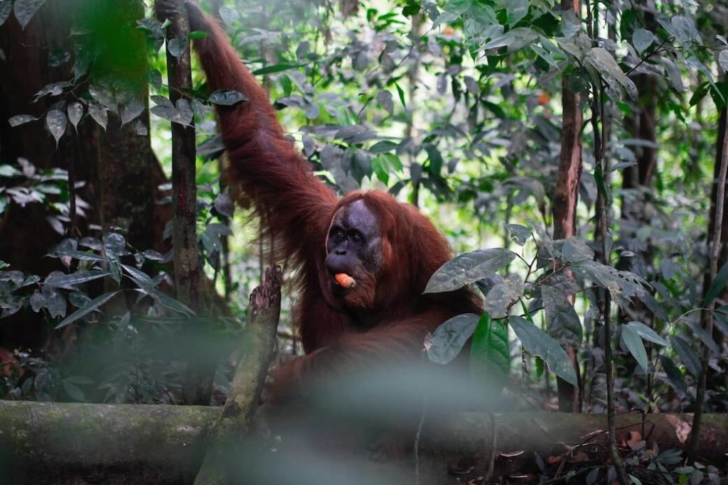 Bukit-Lawang-Sumatra-Indonesien-Regenwald-Orang-Utan-7