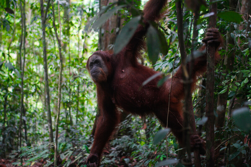 Bukit-Lawang-Sumatra-Indonesien-Regenwald-Orang-Utan-8