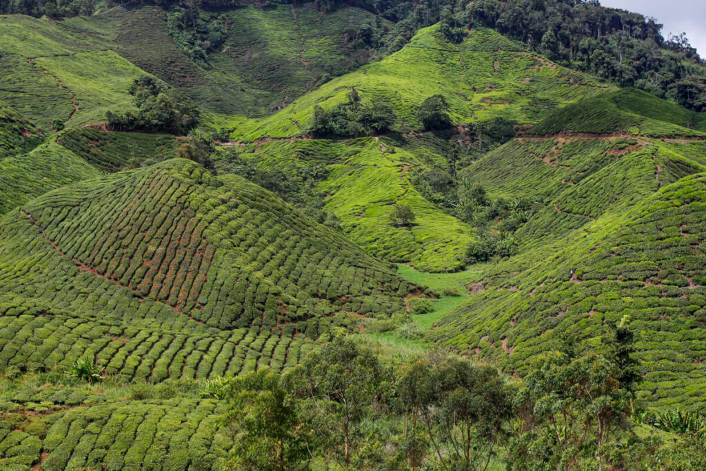 Tea plantations Malaysia