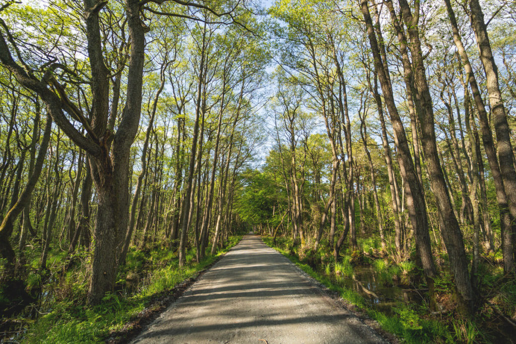 Darsser-Urwald-Fahrradtour-Fischland