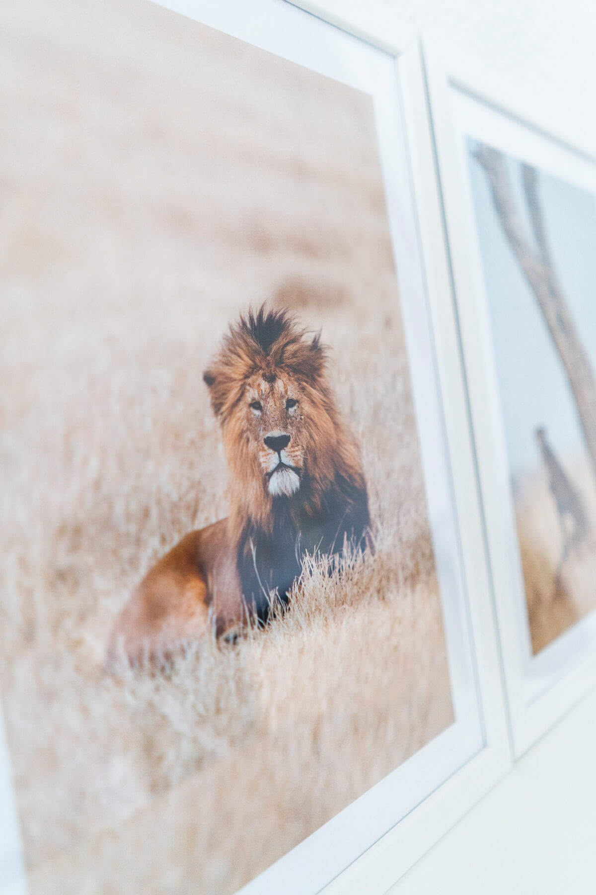 Poster Lion Africa Savanna