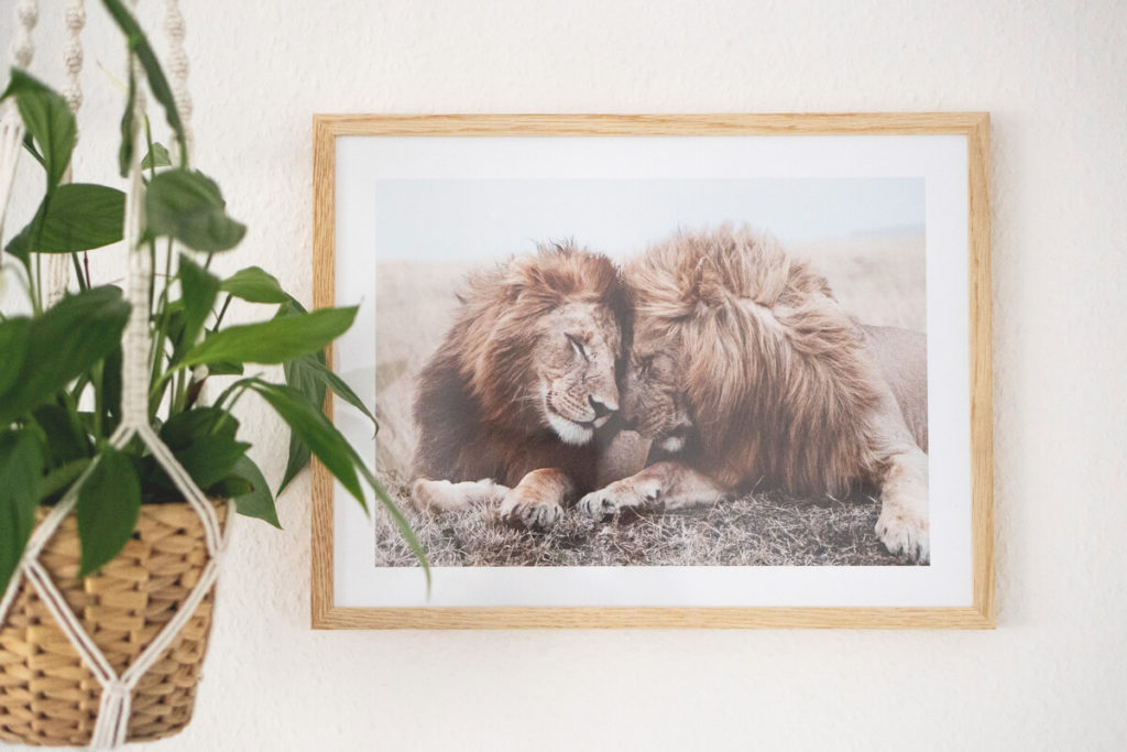 Desenio-Poster-Loewe-Afrika-Suedafrika-Safari