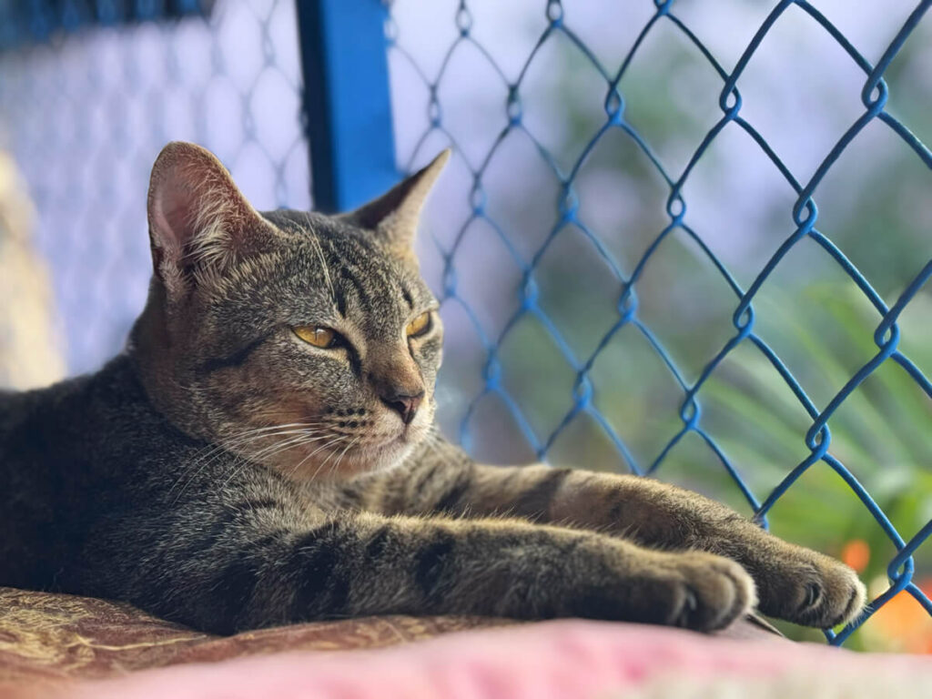 Dog & Cat Rescue Samui