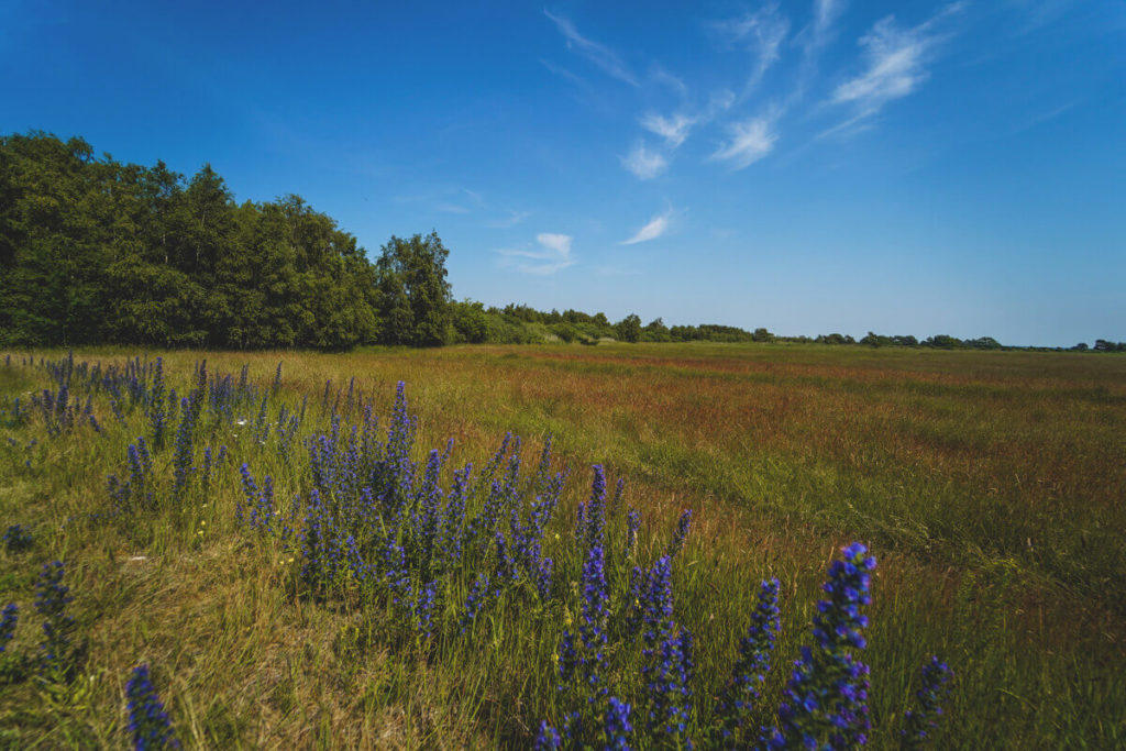 Duenenheide-Insel-Hiddensee