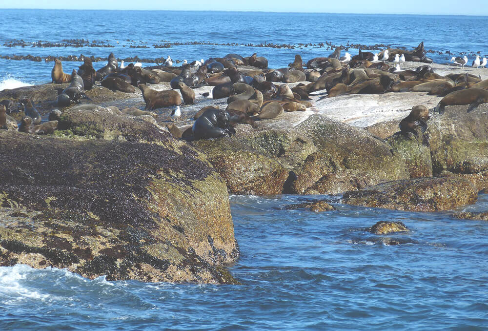 Duiker-Island-Kapstadt-Robben-Suedafrika