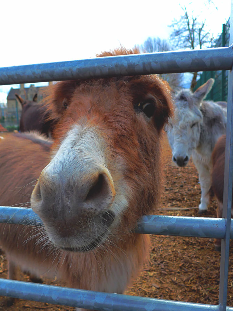East-London-Spitalfields-City-Farm