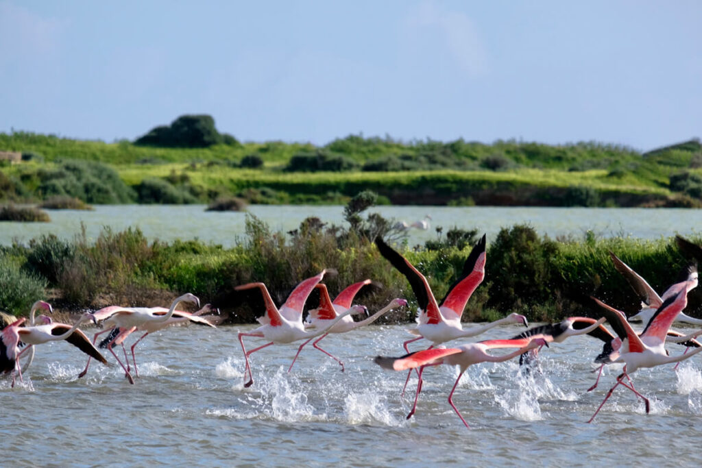 Ria Formosa Flamingos