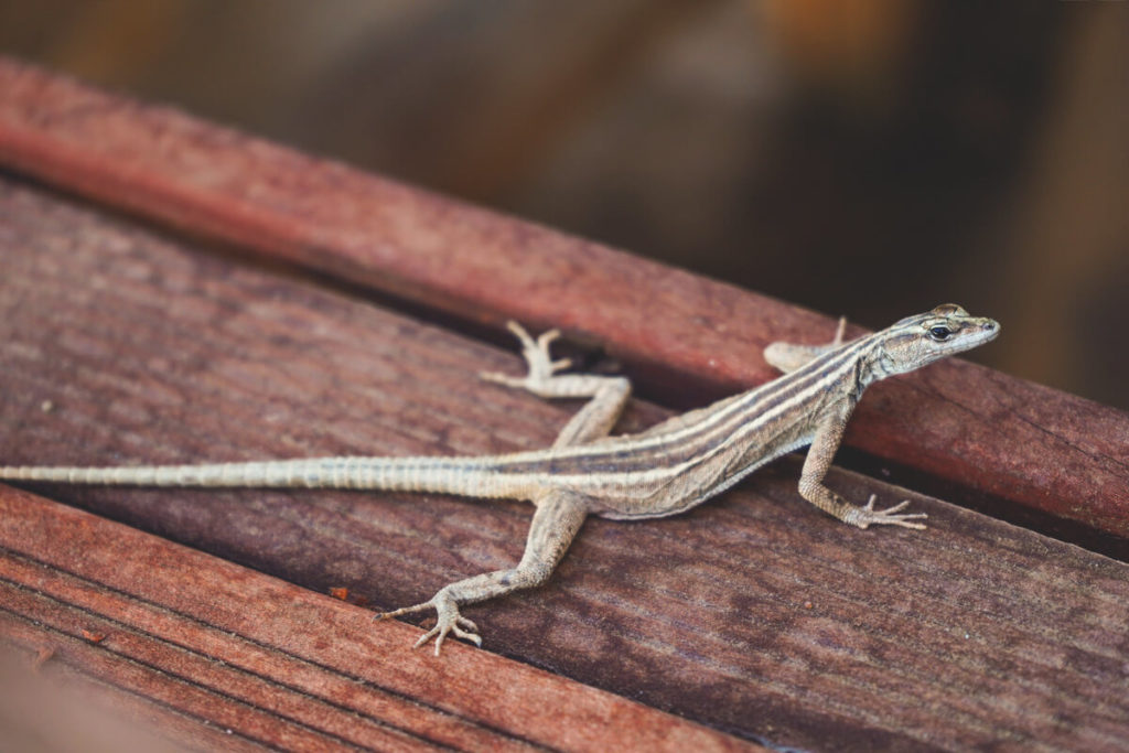 Flat-Lizard-Suedafrika-Augrabies