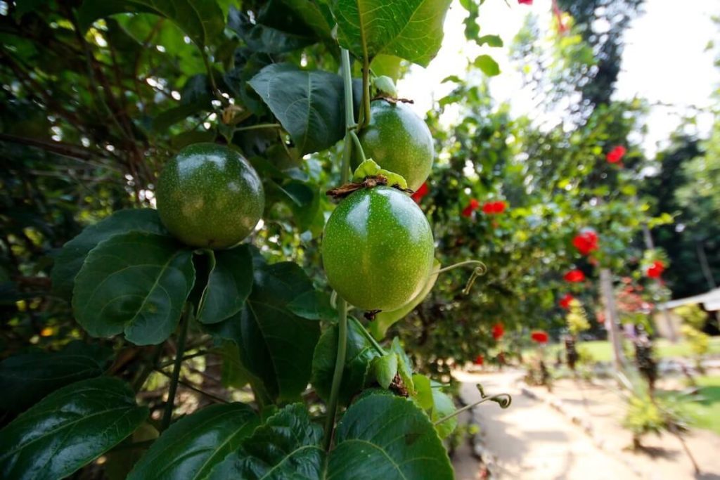 Fruechte-Bukit-Lawang-Sumatra-Indonesien-Obst-1024x683