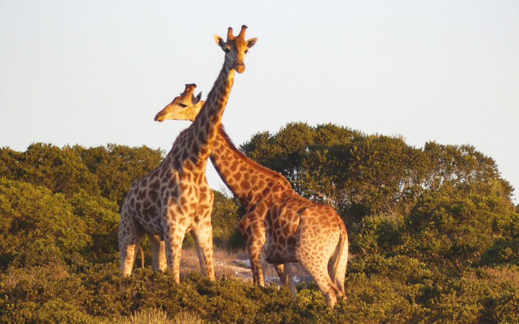 Giraffen Langebaan