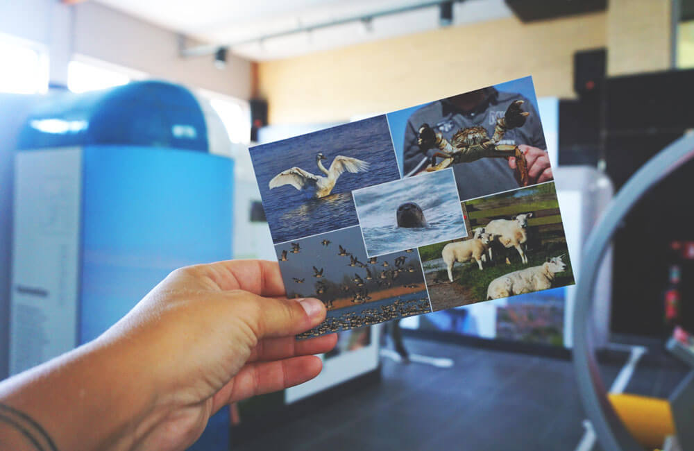 Harlingen-Friesland-Niederlande-Postkarte