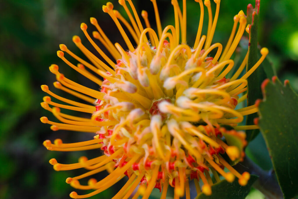 Leucospermum praecox
