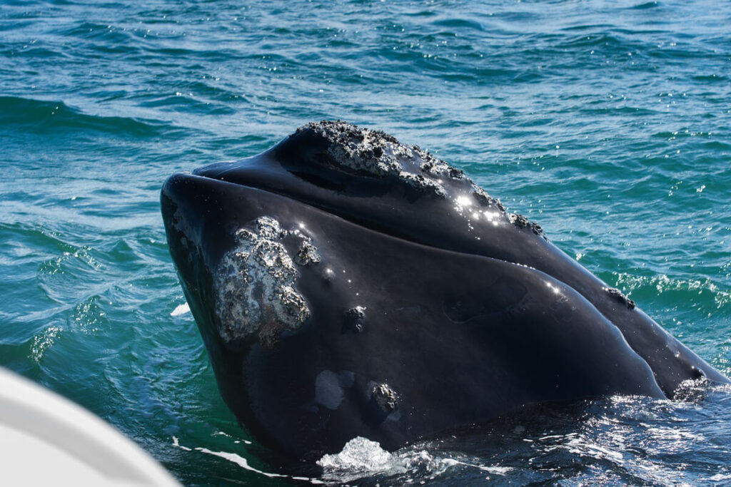 Hermanus Whale Watching