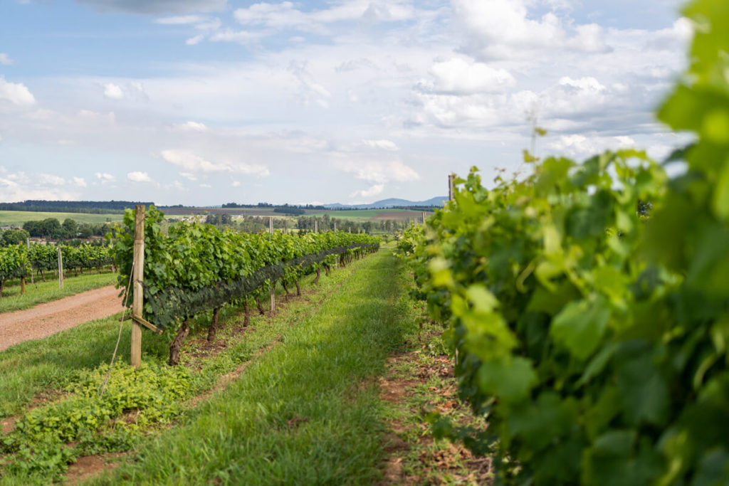 Wine tasting at Highgate Wine Estate