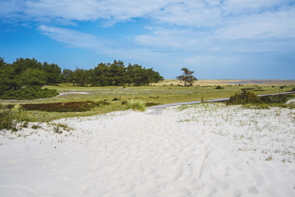 Holzweg-Nationalpark-Vorpommersche-Boddenlandschaft-Fischland-Duenen-2