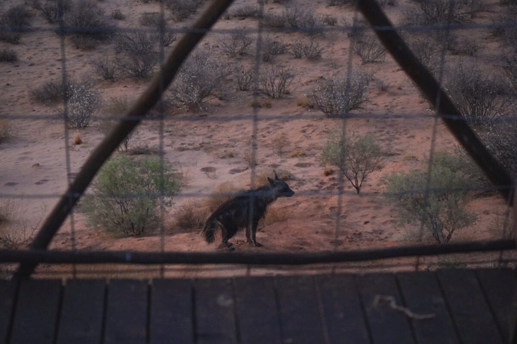 A hyena in front of the room
