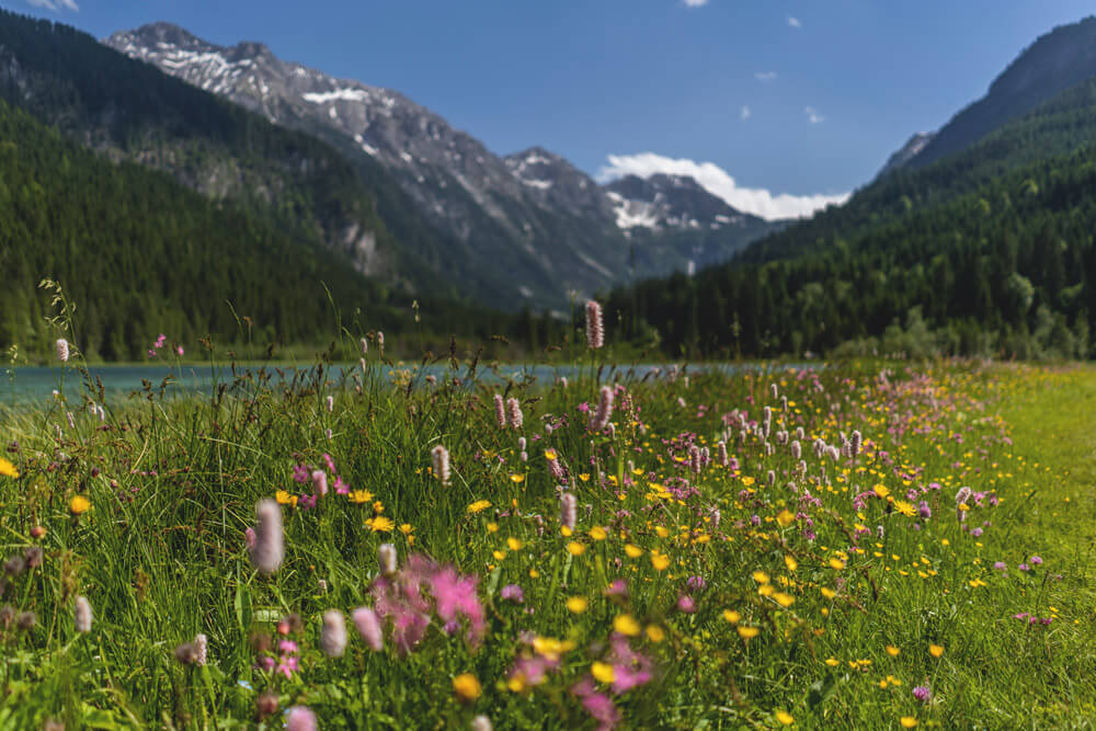 Jaegersee-Oesterreich-Kleinarl-Blumen