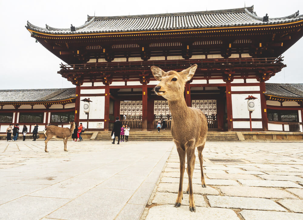 Japan-Rundreise-Tipps-Osaka-Rehe-Nara-Park
