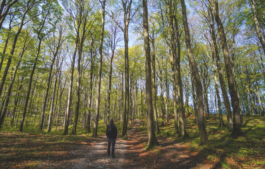 Jasmund-Nationalpark-Insel-Ruegen-Wanderung-Buchenwald