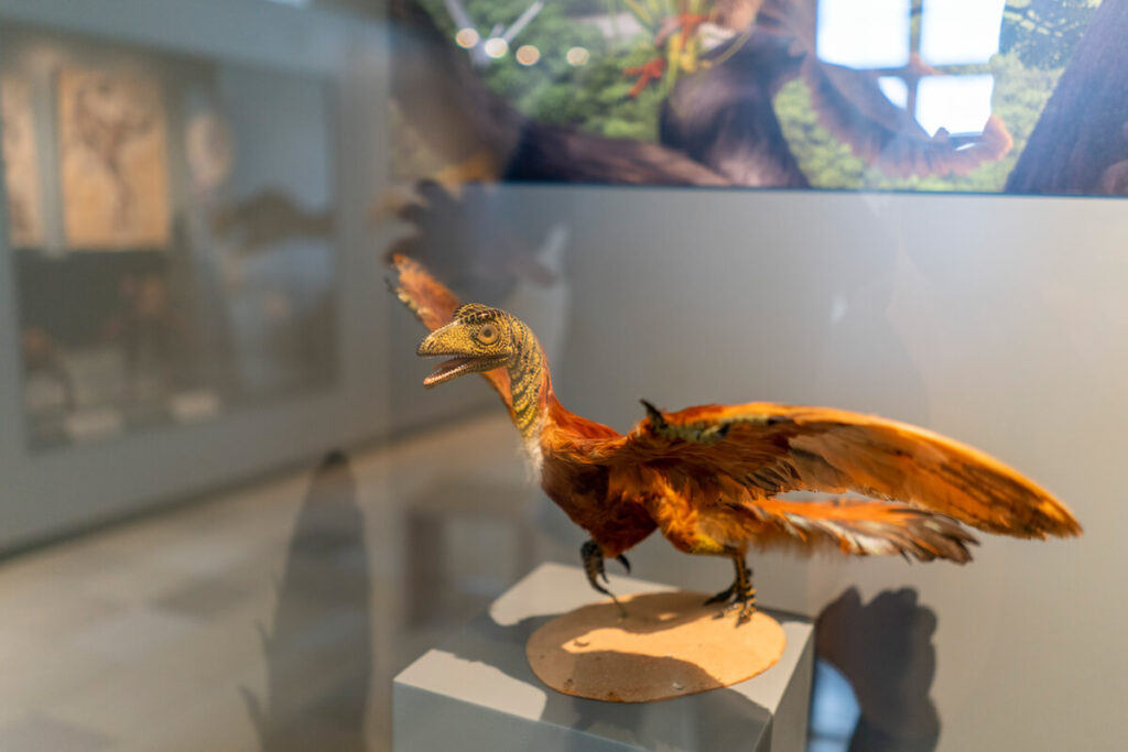 Jura-Museum Eichstätt
