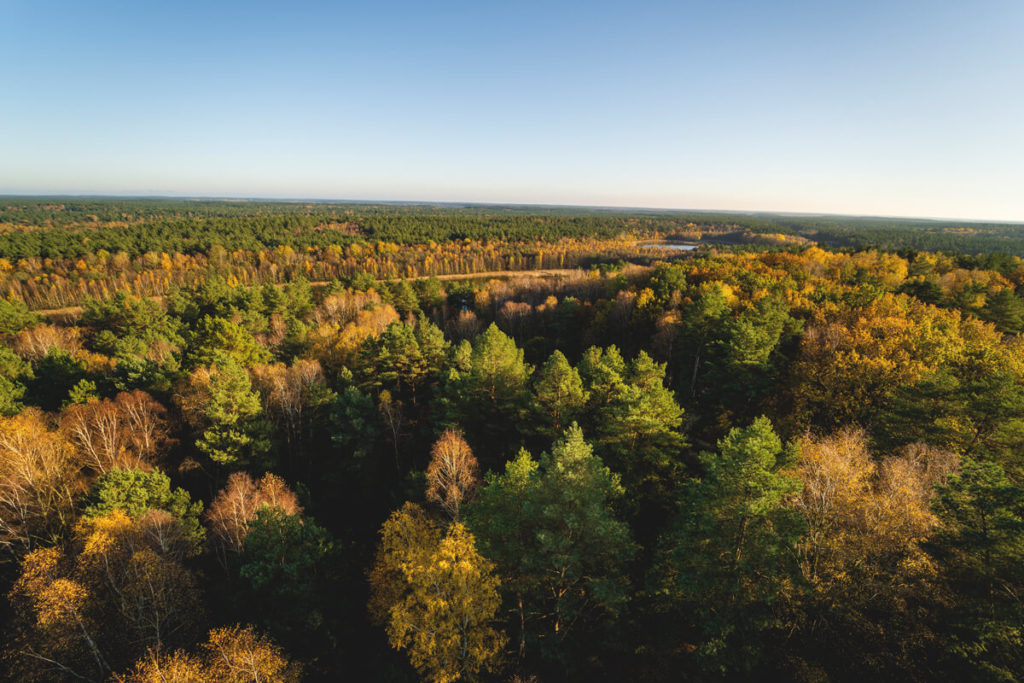 Kaeflingsbergturm-Aussicht-Wald-Mueritz-Nationalpark