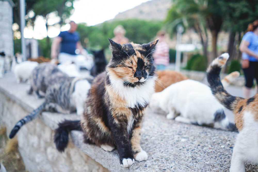Коти Каліфеї