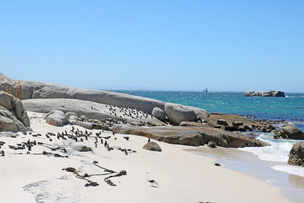 Kaphalbinsel-Suedafrika-Pinguine-Foxy-Beach-2