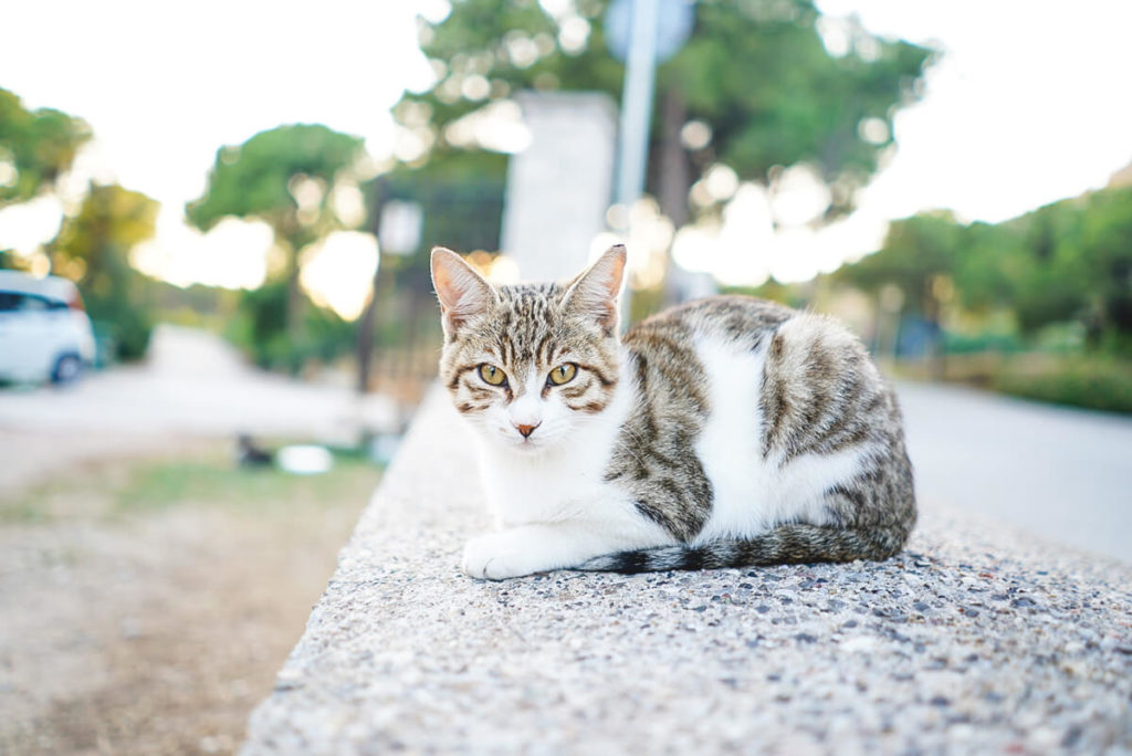 Коти Калітеї