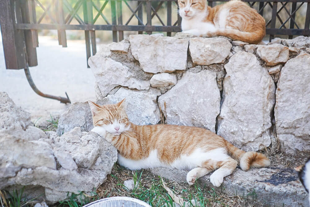 Коти Калітеї