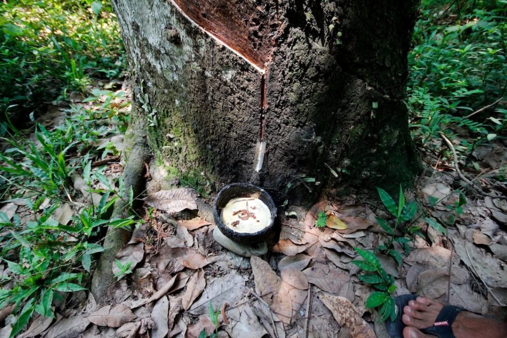 Kautschuk-Gewinnung-Bukit-Lawang-Sumatra-Indonesien