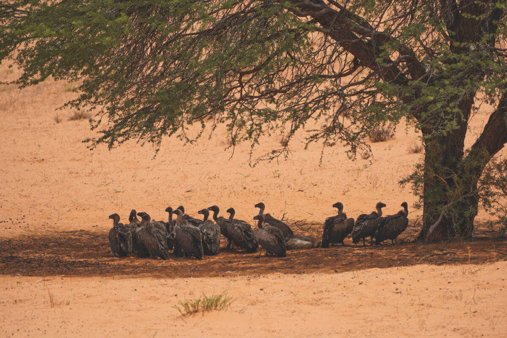 Kgalagadi-Transfrontier-National-Park-Vulture
