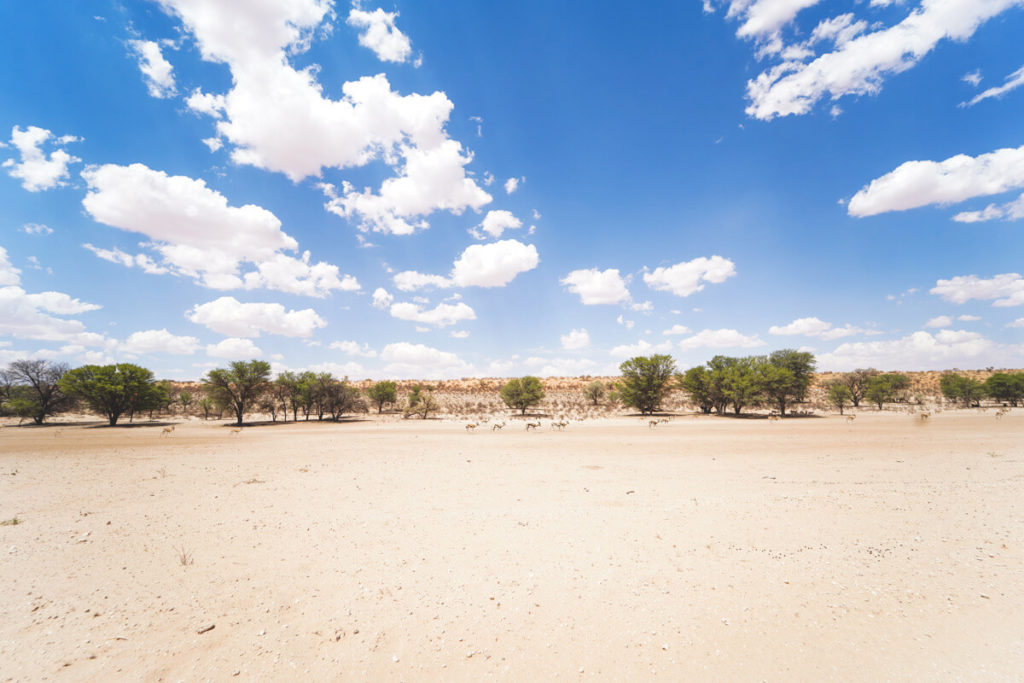 Kgalagadi-Transfrontier-National-Park-Auob-Flussbett