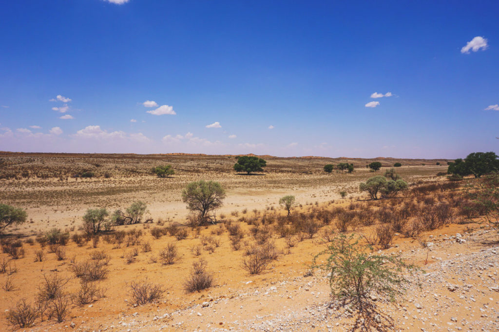 Kgalagadi-Transfrontier-National-Park-Flussbett