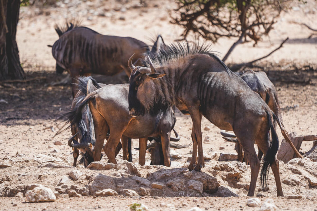 Kgalagadi-Transfrontier-National-Park-Gnus-Wasserloch